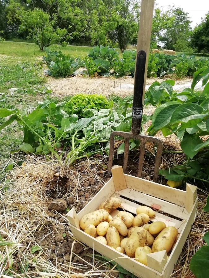 La Planche Princee, Chambres D'Hotes Ecolo Et Potager Bio, Sauna Les Rosiers-sur-Loire Luaran gambar